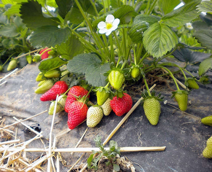 Fragole fresche
