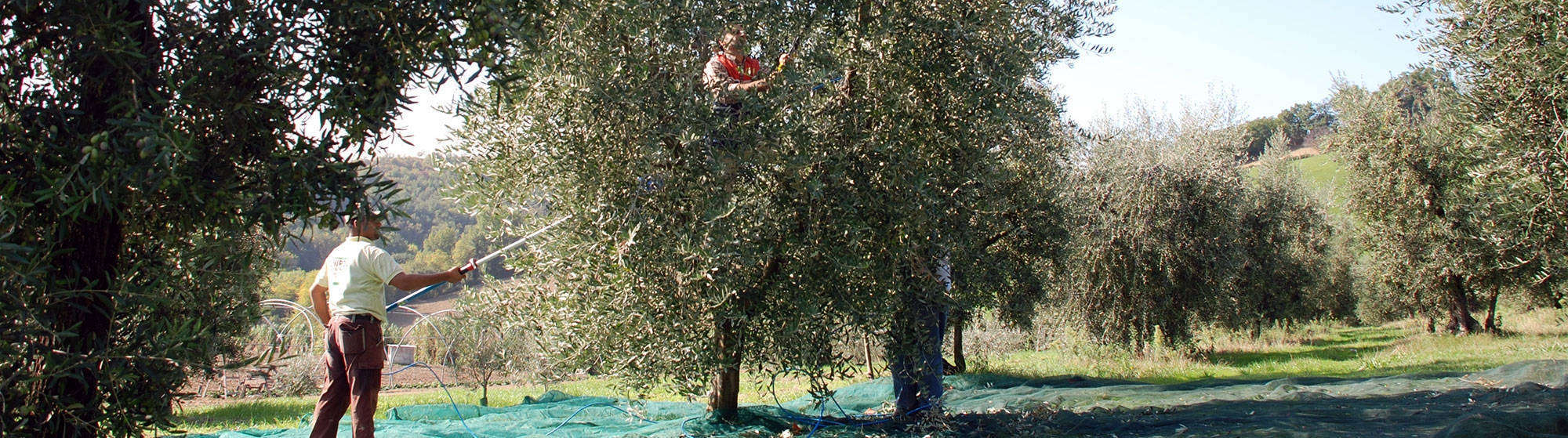 Raccolta olive