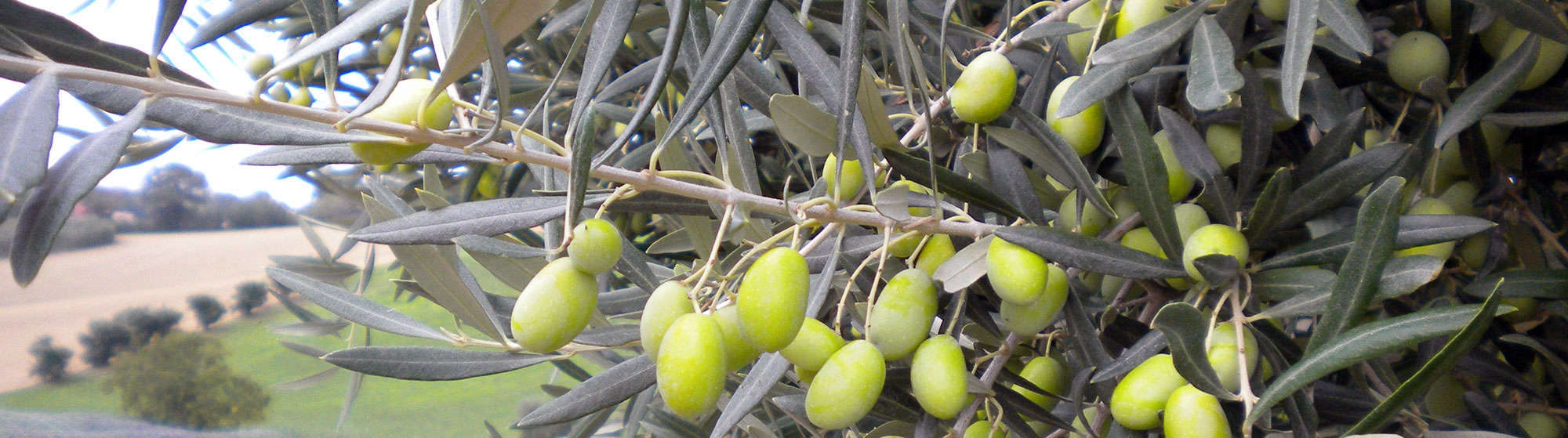 Ulivo Piantone di Falerone